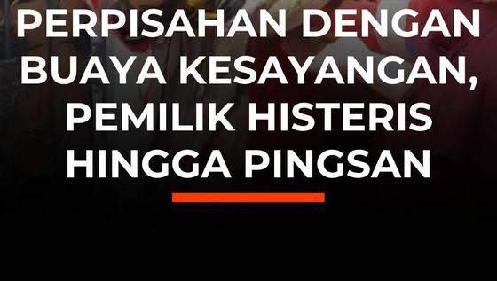 Emosional! Perpisahan Dengan Buaya Kesayangan, Pemilik Histeris hingga Pingsan