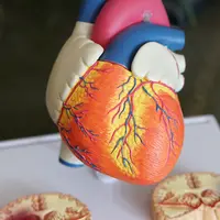 Ilustrasi jantung (sumber: pixabay)