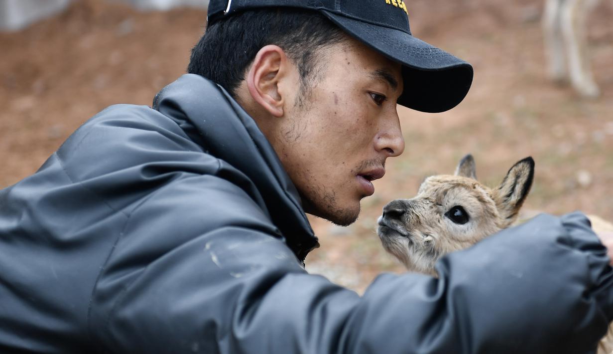 Seorang staf merawat seekor bayi antelop Tibet di stasiun perlindungan Danau Zonag di Hoh Xil, Provinsi Qinghai, China barat laut (16/7/2020). Danau Zonag di Hoh Xil dikenal sebagai "ruang melahirkan" bagi spesies tersebut. (Xinhua/Xue Yubin)