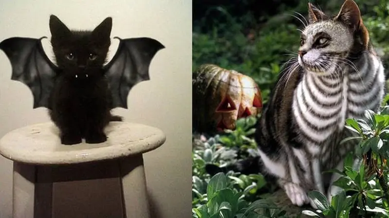 8 Potret Lucu Kucing Ikut Rayakan Halloween, Bisa Tampil Seram