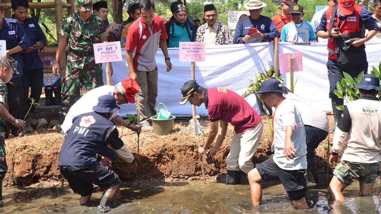 Menanam mangrove