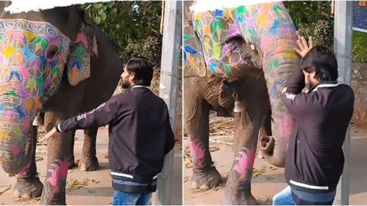 Momen Gajah Bikin Pria Ini 'Terbang' Karena Berdiri Terlalu Dekat, Videonya Viral