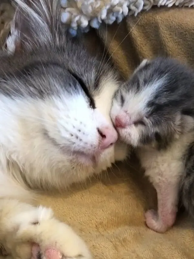 6 Potret Ibu Kucing dan Anaknya Punya Corak Tubuh Sama, Unik Banget
