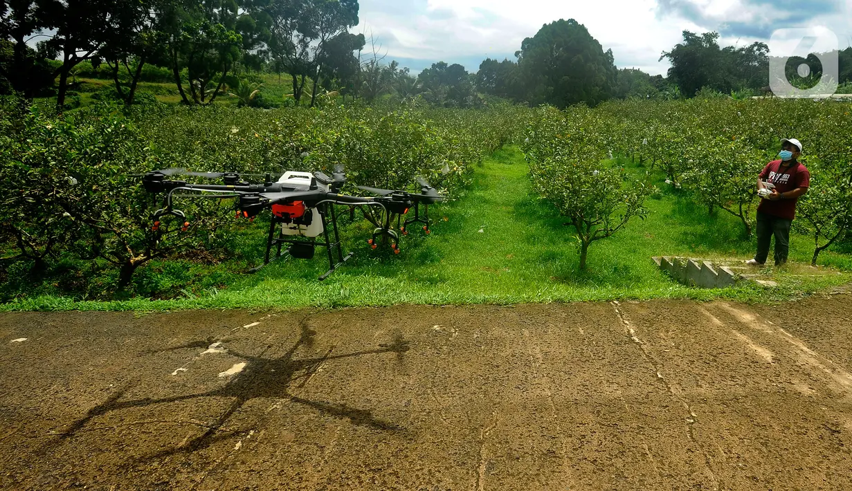 <p>Petani menerbangkan drone untuk menyemprotkan pupuk mikro pada lahan jambu kristal di pusat pengembangan pertanian Agribusinnes and Technology Park (ATP) IPB University, Dramaga, Kabupaten Bogor, Jawa Barat, Jumat (17/2/2023). Penggunaan drone tersebut untuk membantu meningkatkan hasil produksi jambu kristal serta efisiensi tenaga dan waktu. (merdeka.com/Arie Basuki)</p>