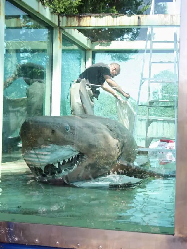Kisah Tragis Hiu Putih yang Mati dan Ditinggalkan di Taman Margasatwa Terbengkalai