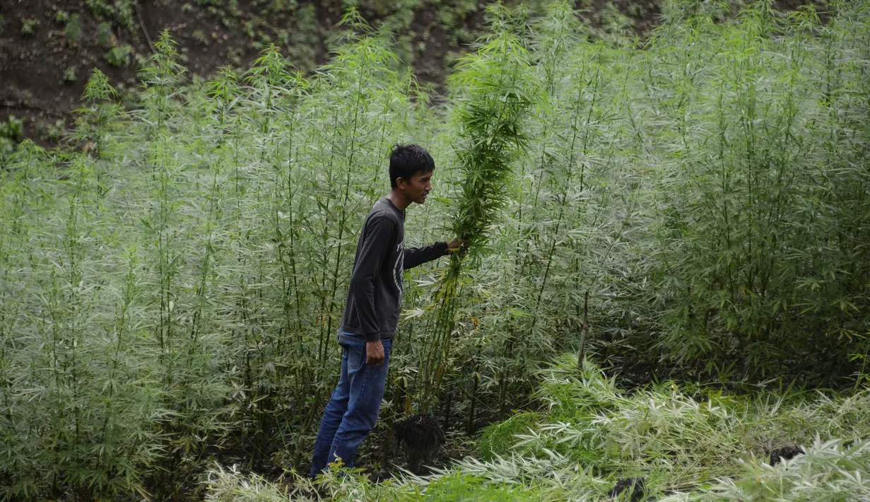 Seorang pria mencabut pohon ganja di sebuah ladang di Indrapuri, Aceh, Kamis (26/4). Pemusnahan dilakukan di lokasi dengan cara mencabut pohon ganja hingga akar-akarnya kemudian dibakar. (AFP/Chaideer Mahyuddin)