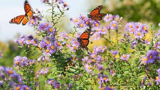 Ilustrasi kupu-kupu.