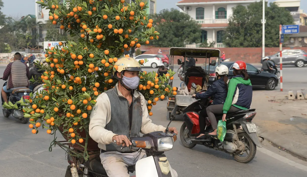 Petani mengangkut pohon Kumquat untuk dijual ke pelanggan yang akan merayakan Tahun Baru Imlek di Hanoi, Vietnam, Rabu (25/1). Tahun Baru Imlek - yang dikenal secara lokal sebagai Tet - merupakan hari libur Vietnam yang paling penting (Hoang DINH Nam/AFP)