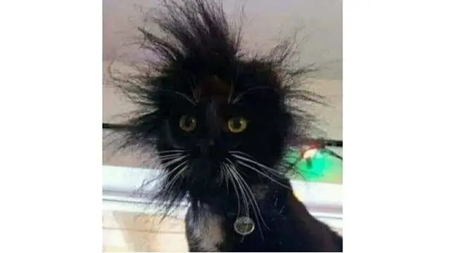 Kucing Ini Sok-sokan Jadi Teknisi, Endingnya Bikin Ngakak
