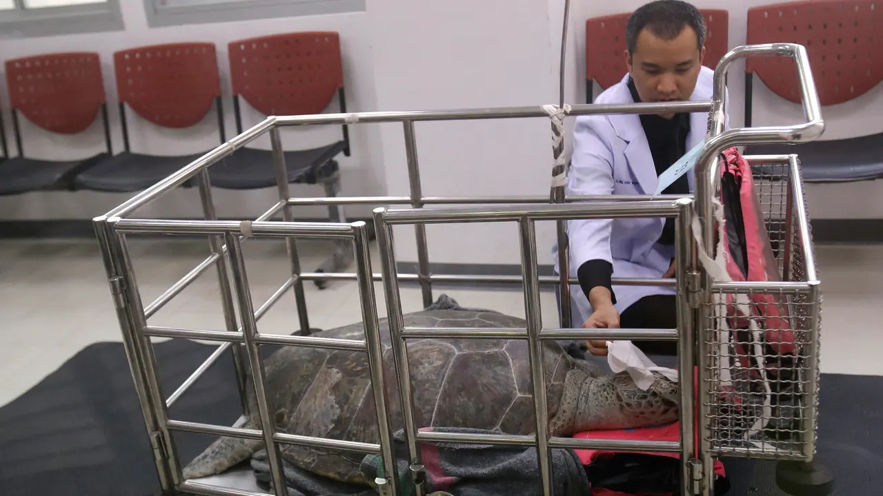 Penyu Berusia 25 Tahun Dioperasi Usai Telan Koin