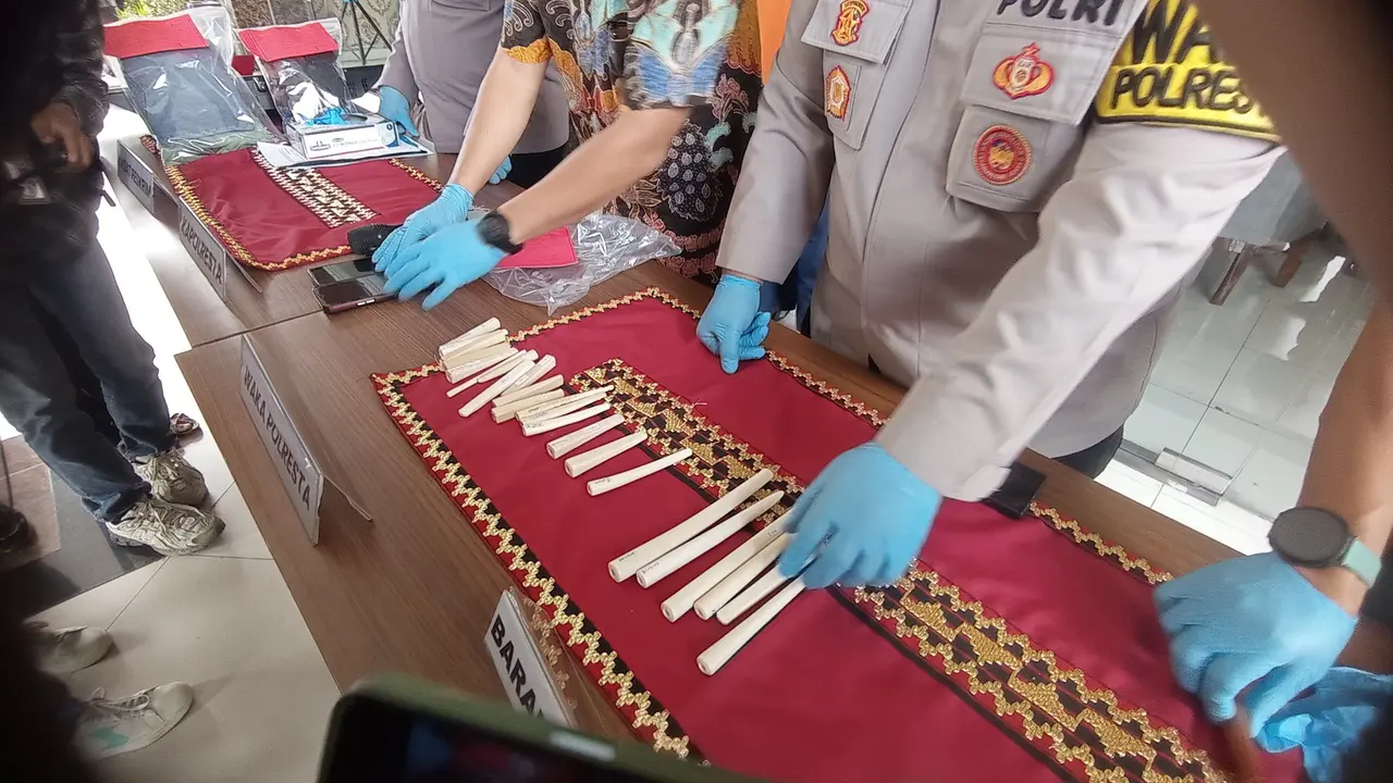 Pipa rokok berbahan gading gajah yang disita oleh Satreskrim Polresta Bandar Lampung. Foto : (Liputan6.com/Ardi).