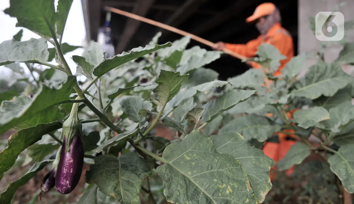 Harun (50) saat merawat kebun sayur di pinggir Jalan Tol Becakayu, Jakarta, Kamis (18/6/2020). Di masa pandemi Covid-19 tak mengurungkan semangat Harun untuk mengurus kebun sayurnya itu namun dirinya juga tetap mengutamakan protokol kesehatan. (merdeka.com/Iqbal S. Nugroho)