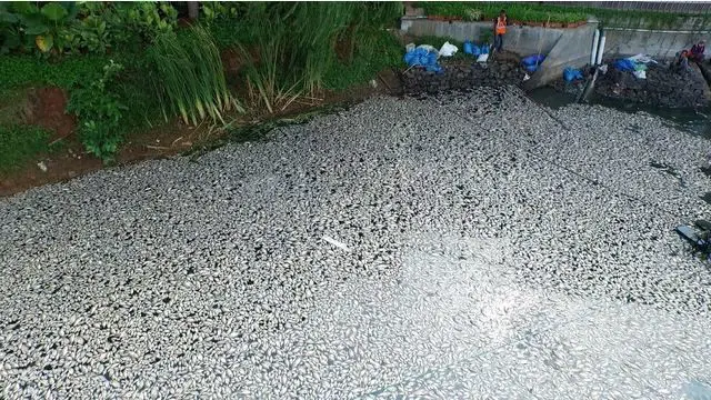 Misteri Kematian Ikan Masal