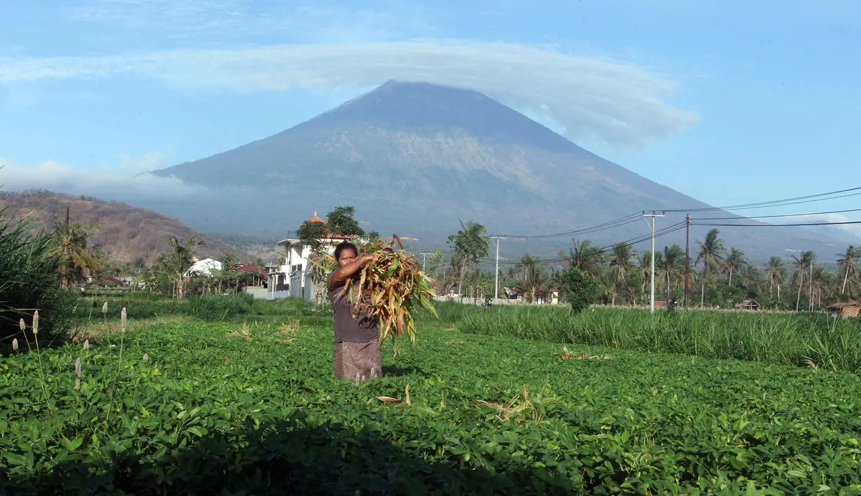  Warga saat bekerja di sebuah kebun dengan latar Gunung Agung di sekitar Amed, Kab Karangasem, Bali, Selasa, (26/9). Lebih dari 57.000 orang telah mengungsi pasca peningkatan status Gunung Agung di Bali. (AP Photo / Firdia Lisnawati)