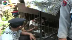 Diduga sang anjing kaget dan langsung menyerang korban saat akan menggambil mainan.