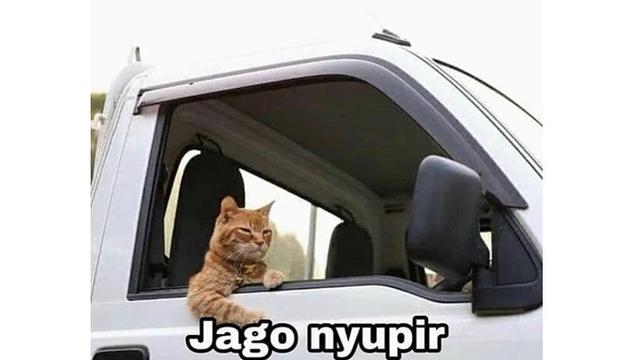 6 Meme Kucing Oranye Yang Bar Bar Ini Kocaknya Bikin Ngakak Hot Liputan6 Com