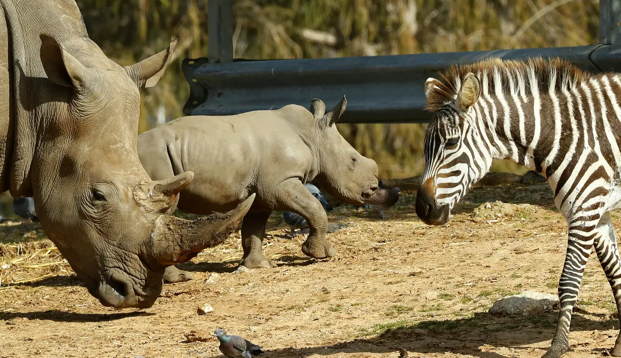Bayi badak putih betina bernama Karen Peles berdiri dekat induknya di sebuah kebun binatang terbuka, Ramat Gan Safari di Israel, 21 Januari 2019. Saat ini badak putih dalam bahaya kepunahan karena perburuan. ( JACK GUEZ / AFP)