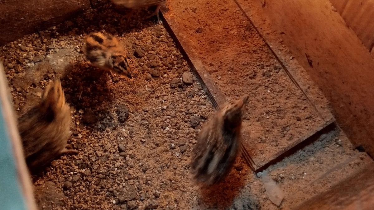 7 Penyebab Kandang Ayam Rumahan Tetap Bau Meski Sudah Dibersihkan Rutin