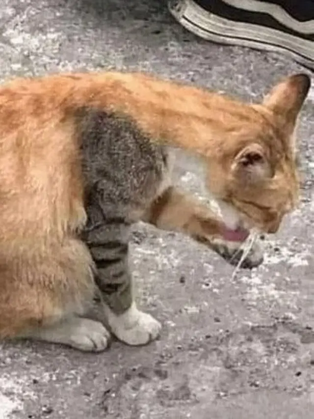6 Potret Kucing dengan Motif di Lengan Unik Ini Curi Perhatian