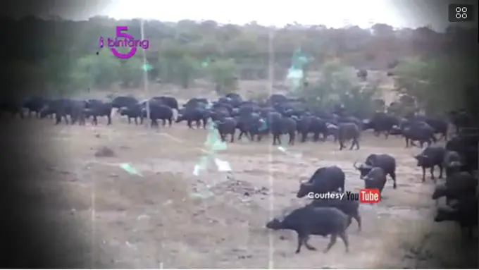 Bintang 5: Migrasi Hewan, Hewan Lucu, Rumah Sakit Terseram