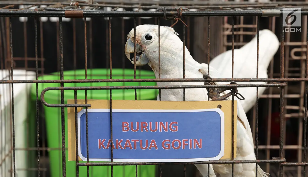 Barang bukti burung kakatua gofin dalam kasus perdagangan satwa dilindungi di Polda Metro Jaya, Jakarta, Rabu (26/9). Polisi menyita barang bukti dua ekor burung kakatua. (Merdeka.com/Imam Buhori)
