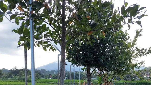 Kampung Kendalisodo