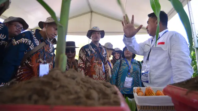 Benih Jagung Bioteknologi dengan Keunggulan Ganda