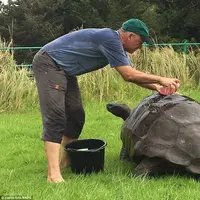 Penyu 'raksasa' yang mandi untuk kali pertama setelah 184 tahun. (Joe Hollins/BNPS)