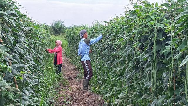 Panen Kacang Panjang