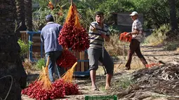 Pekerja Palestina menurunkan buah kurma saat memanen dari pohonnya di perkebunan Al Zawayda, Jalur Gaza, Selasa (10/10). Hasil dari perkebunan ini digunakan memenuhi kebutuhan hidup warga di tengah perebutan wilayah perbatasan oleh Israel. (AP/Adel Hana)