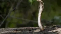Ten deadliest snakes in the world. (Photo: Nivedh P/Unsplash)