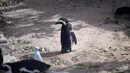 Perubahan iklim, kebocoran bahan bakar atau tumpahan minyak, polusi suara bawah laut diduga kuat menjadi faktor kepunahan bagi penguin tropis itu. (RODGER BOSCH/AFP)