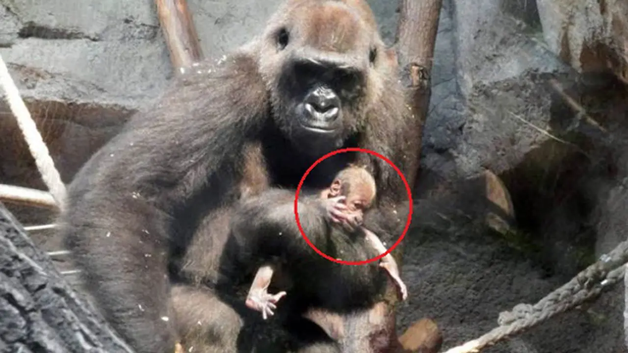 Mengharukan, Ibu Gorila Gendong Anaknya yang Sudah Mati Seminggu