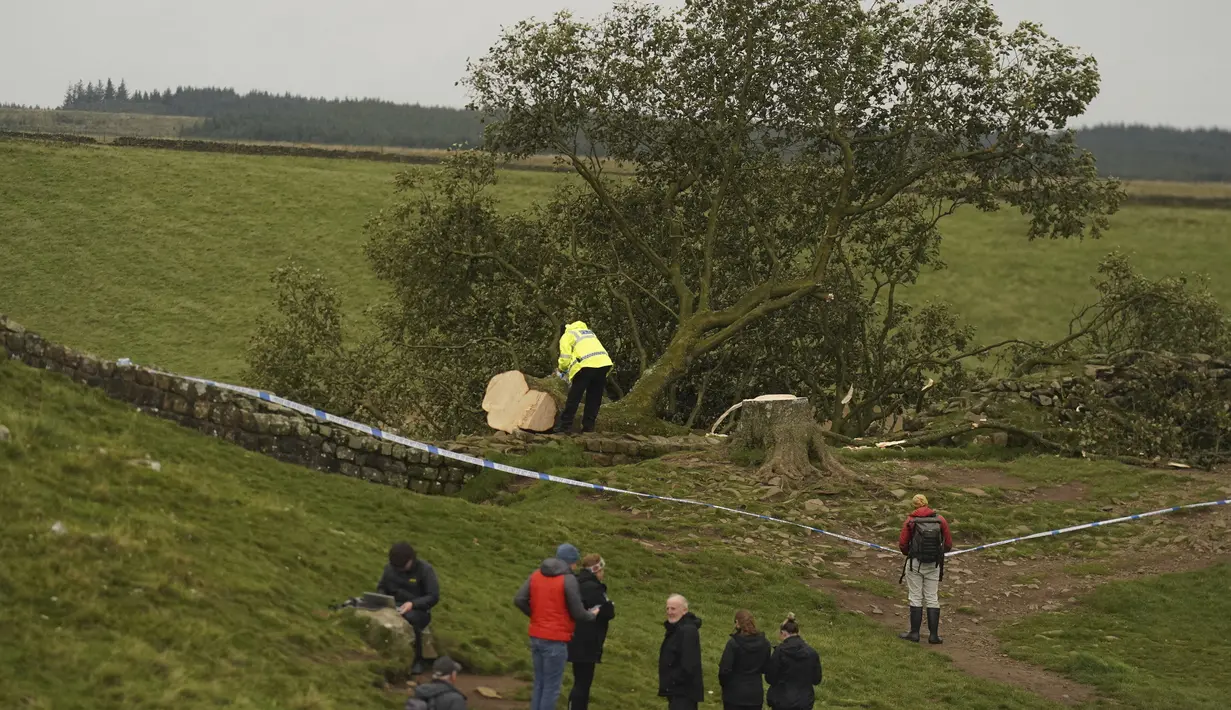 Pohon yang terkenal di Sycamore Gap, di sebelah Hadrian's Wall, menjadi terkenal oleh aktor Kevin Costner saat muncul dalam filmnya di tahun 1991, Robin Hood: Prince Of Thieves. (Owen Humphreys/PA via AP)
