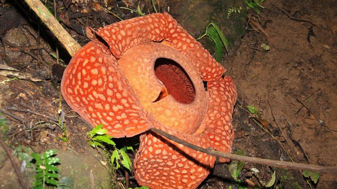 Bunga Rafflesia jenis Tuan Mudae terbesar di dunia mekar di Agam. (Foto: Liputan6.com/ Novia Harlina)