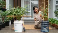Ember Bekas atau Galon Bekas, Mana Wadah Terbaik untuk Menanam Tomat di Rumah?