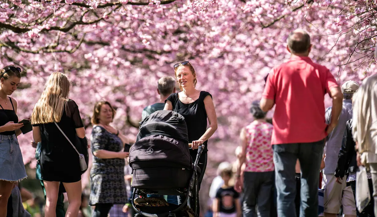 Sejumlah warga berjalan di bawah Bunga sakura yang bermekaran di sepanjang jalan di Pemakaman Bispebjerg, Kopenhagen, Denmark, (20/4). Keindahan bunga sakura yang bermekeran menandai dimulainya musim semi. (Mads Claus Rasmussen / Ritzau Scanpix via AP)