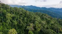 Punya Hutan Tropis Terbesar, Indonesia Berperan Penting Lawan Pendanaan Pemicu Deforestasi
