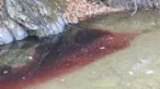 Gambar yang diambil pada 10 November 2019, sebuah sungai berwarna merah akibat tercemar darah babi di dekat perbatasan Korea Selatan-Korea Utara. Pihak berwenang Korsel telah memusnahkan 47.000 babi untuk menghentikan penyebaran demam babi Afrika (ASF). (Yeoncheon Imjin River Civic Network/AFP)