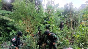 TNI Temukan Ladang Ganja di Perbatasan Papua-Papua Nugini