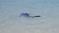 Geger Hiu Biru Berenang di Pantai Spanyol yang Penuh dengan Turis