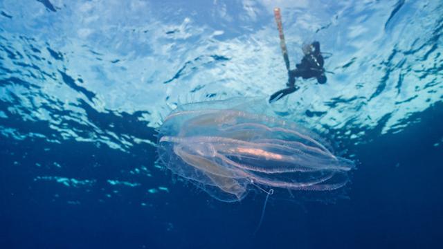 Menyelami Laut Bersama Iringan Para Manta di Manta Point