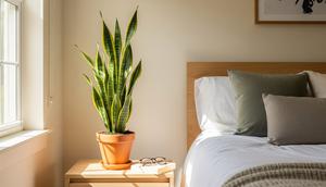 Ilustrasi tanaman lidah mertua di kamar tidur. [Foto: Gemini]