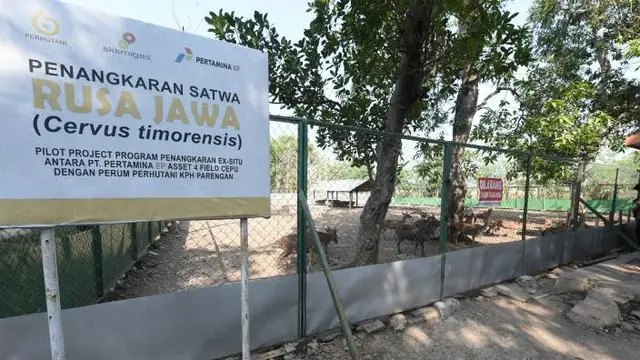 Penangkaran Rusa Jawa oleh Pertamina