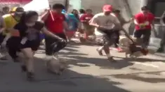 Berbagai anjing peliharaan ikut serta mulai dari jenis pudel, anjing penjag, atau Pit Bull, Golden Retriever hingga anjing pelacak K-9.