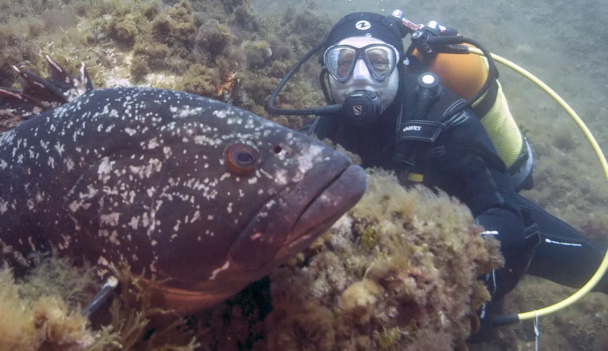 Penyelam memperhatikan ikan Kerapu yang bersembunyi di terumbu karang di taman alam Port-Cros, Prancis, Senin (1/5). WWF telah memasukkan nama Ikan Kerapu sebagai ikan yang patut dihindari untuk dijadikan konsumsi. (AFP Photo/ Boris HORVAT)