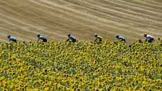 Pebalap Italia, Fabio Aru (4kanan) menggunakan jersey kuning bersama timnya melintasi kebun bungan pada etape ke-14 Tour de France dengan jarak 181,5 km antara Blagnac dan Rodez, (15/7/2017). (AFP/Pphilippe Lopez)