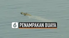 Kawanan buaya menampakkan diri di sungai Bengawan Solo Lamongan Jawa Timur. Namun warga tetap beraktivitas di sungai meski buaya tersebut kerap muncul.
