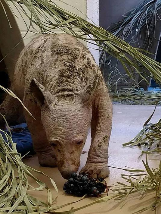 Beruang tanpa bulu masih harus tetap berada di Fund for Animal Wildlife agar terus mendapatkan perawatan khusus. Lantaran sudah cukup lama obat mandi khusus dberikan, bulunya tak jua kunjung tumbuh. (twitter.com/HumaneSociety)