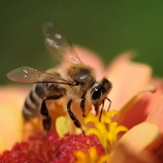 Sinyal HP dapat mengurangi populasi lebah